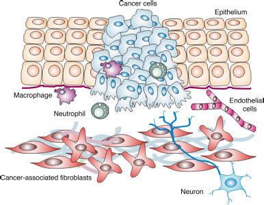 Cancer associated fibroblasts in the tumour microenvironment. Schematic... | Download Scientific ...