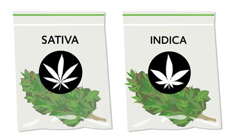 Marijuana Strains: Sativa vs Indica vs Hybrid