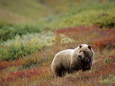 Banff National Park Bears Use Highway Crossings to Find Mates · Guardian Liberty Voice