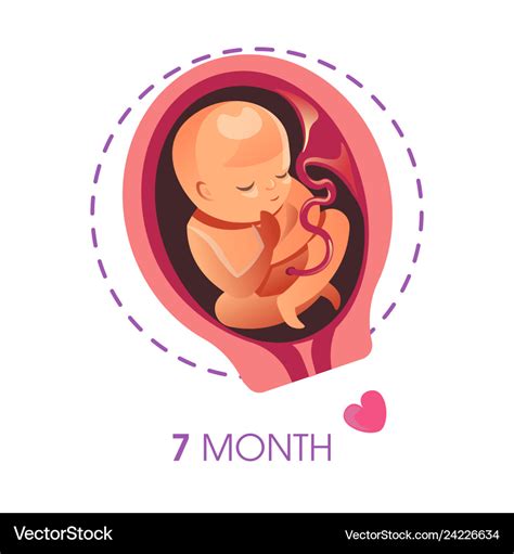 7 Month Pregnancy Baby / 7 Weeks Pregnant Symptoms Baby Development Tips Babylist / 7 months ...