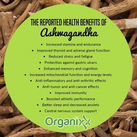 6 Health Benefits of “Indian Ginseng” Ashwagandha – Organixx