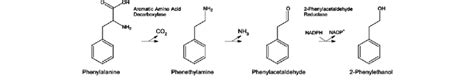 The biosynthetic pathway for 2-phenylethanol (4) from phenylalanine (1)... | Download Scientific ...