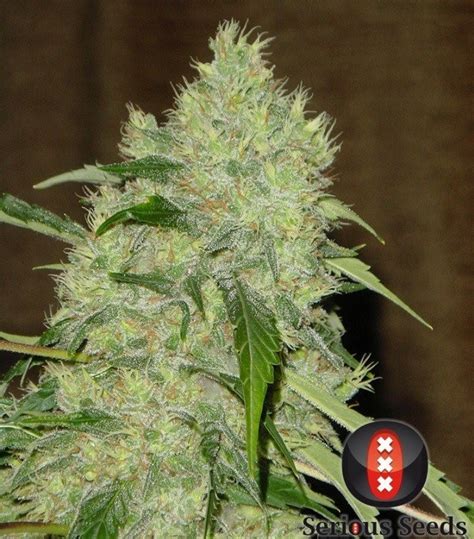 Bubble Gum Aka Bubba Gum Weed Strain Information Leafly, 55% OFF