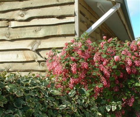 Flowering Black currant Bush