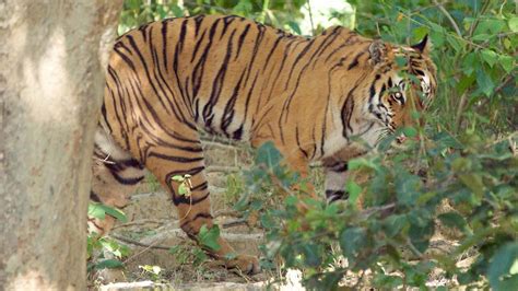 Sundarbans National Park