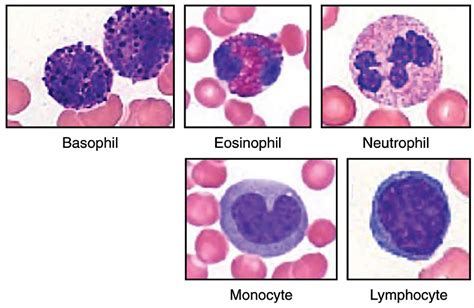 Leucocyte - MEpedia