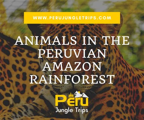 Animals in the Peruvian Amazon Rainforest - Peru Jungle Trips