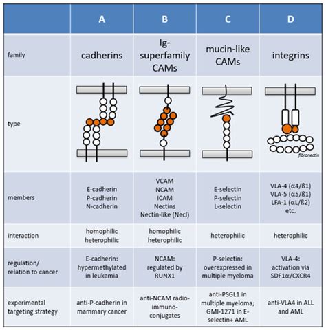 Cancers | Free Full-Text | Oncogenic Deregulation of Cell Adhesion ...