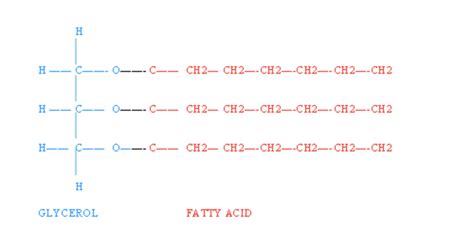 Lipid Structural Formula