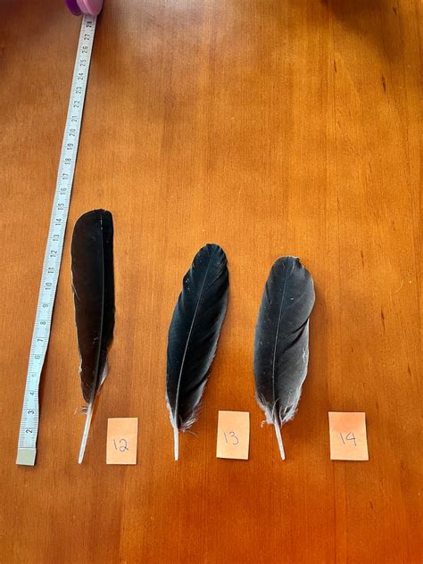 Raven Crow Feathers - Etsy