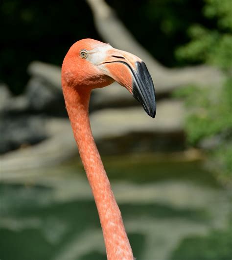 Pink Flamingos | This habitat of Pink Flamingos was our firs… | Flickr