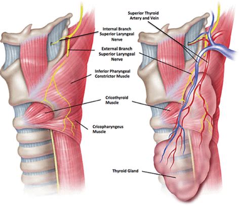 Tempel - Drawing Lateral view of larynx: superior laryngeal nerve - English labels | AnatomyTOOL