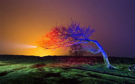 Rainbow Tree, Rainbow, Lawn, Tree, Landscape, HD wallpaper | Peakpx