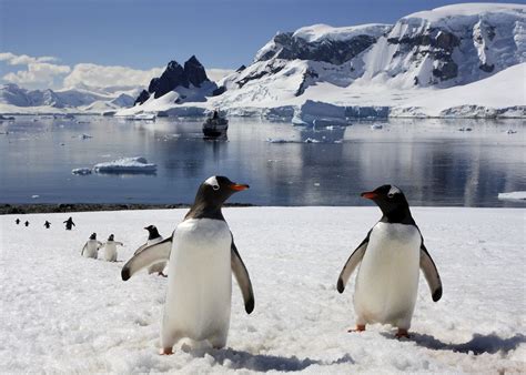 Harper College: Experience the Nature of Antarctica – The Garlands of Barrington