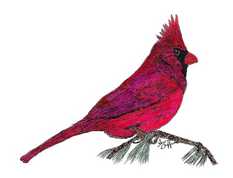 Cardinal Art Print | Etsy