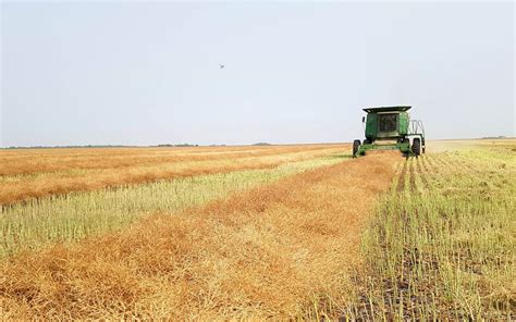 Canola Council announces redirection of priorities following industry-wide review – RealAgriculture