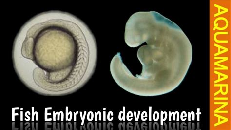 Embryonic development in fish & fish hatchlings (Must Watch) - YouTube