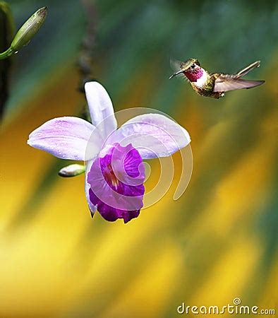 Orchid With Hummingbird Stock Photo - Image: 5863080