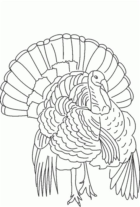 Wild Turkey Coloring Page - Coloring Home