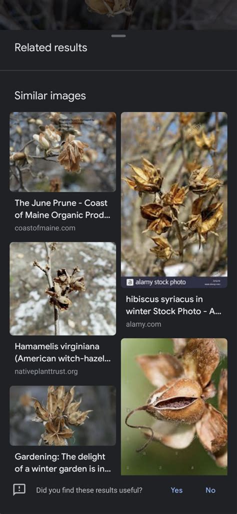 Using Google Lens for Plant Identification - The Deletist