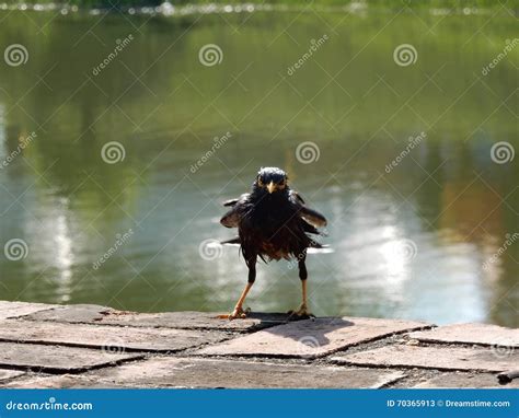 Funny bird stock image. Image of wildlife, cute, summer - 70365913