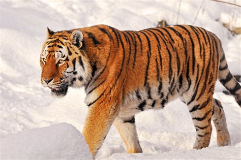 Tiger in the snow | Nurejev the male Amur tiger walking in h… | Flickr