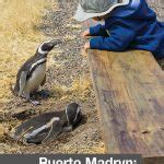 Puerto Madryn Argentina with Kids: A Wildlife Safari in Patagonia ...