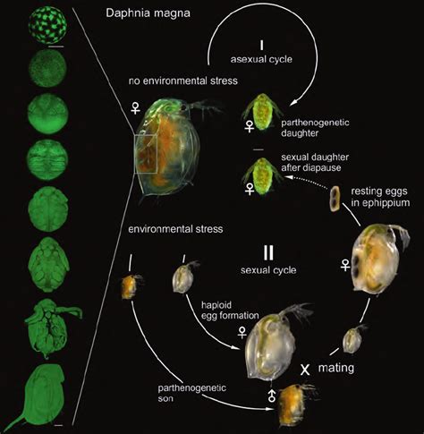 1700 DAPHNIA MAGNA EGGS CYSTS WATER FLEA PROTEIN FOR KILLIFISH BETTA ...