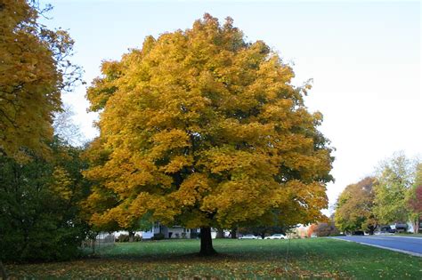 Shady Tree in Autumn | The Shady Tree from a distance. What … | L1, L2 ...