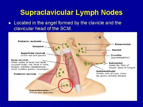 Lymph Nodes Examination Examination of the Lymphatic System