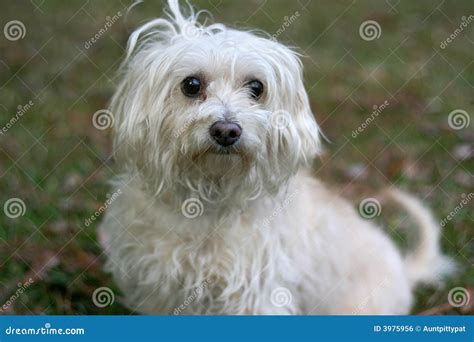 Scruffy Dog stock photo. Image of terrier, shaggy, mixed - 3975956