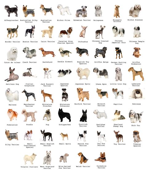 Dogs Breeds Credits to Jazza from JazzaStudio | Dog breeds chart, Dog breeds list, Dog breeds