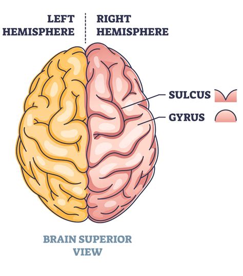 Lateral Fissure Of The Brain