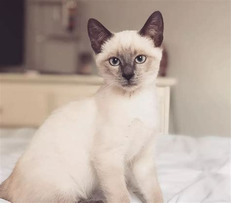 Siamese Cat Facts — Saving Orphan Souls Rescue