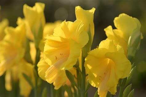 Yellow Gladiolus Flower Meaning, Symbolism & Spiritual Significance - Foliage Friend - Learn ...