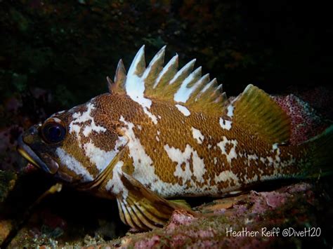 Copper rockfish – Heather Reiff Photography