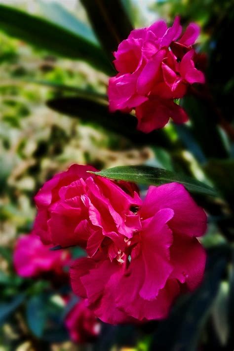 9 of the Best Oleander Varieties | Gardener’s Path