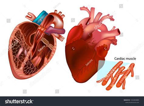 17.759 Cardiac muscles Gambar, Foto Stok & Vektor | Shutterstock