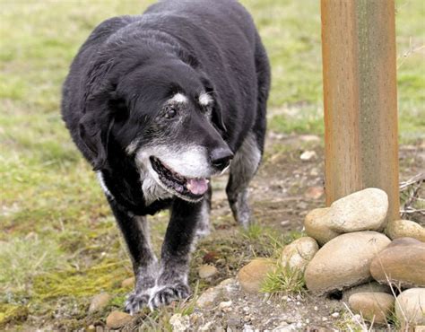 Legendary 18-year-old dog fetches loads of love in Castle Rock | Local | tdn.com