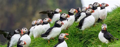 Birds - Faroe Islands