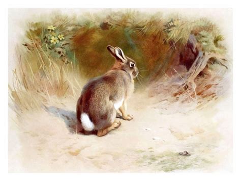Vintage Art Bunny Rabbit Free Stock Photo - Public Domain Pictures