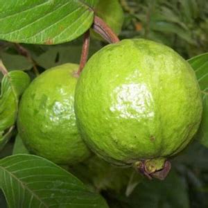 Guava Tree, Amrud, Psidium guajava (Sardar L49, Grafted) - Plant - KS ...