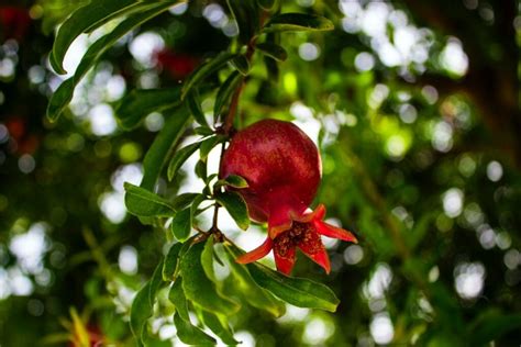 9 Pomegranate Varieties (With Pictures) | House Grail