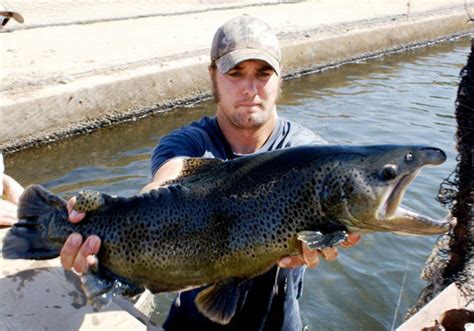 Irvine Lake to be restocked with 20,000 pounds of trout – Orange County Register