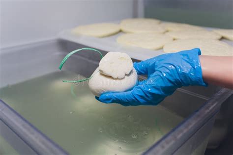 Production Process of Mozzarella Cheese, Cheese Making Process. Stock Image - Image of business ...