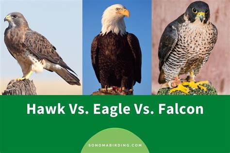 Hawk vs Eagle vs Falcon: What’s The Difference? - Sonoma Birding | Hawk ...