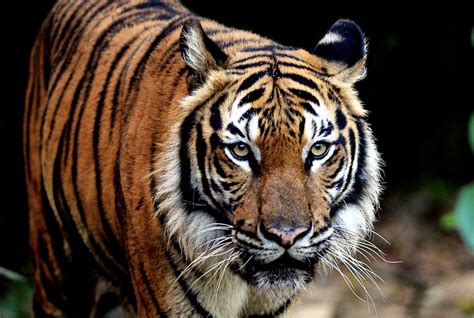 The Malayan tiger is going extinct – how do we save it? | The Star