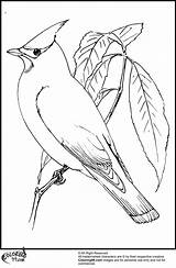 Printable Cardinal Coloring Page sketch template