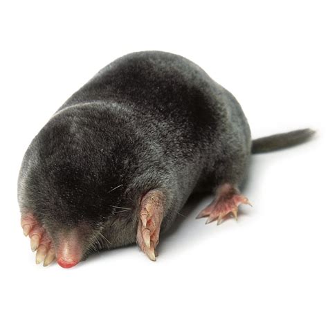 Mole Animal Wallpapers - 4k, HD Mole Animal Backgrounds on WallpaperBat