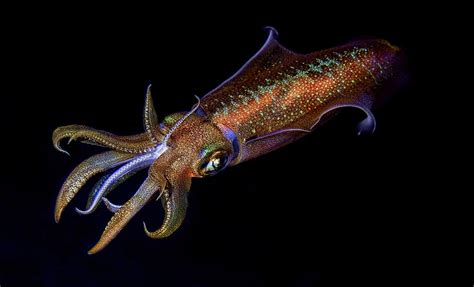 Baby Squid: Amazing Pictures and 6 Incredible Facts - A-Z Animals